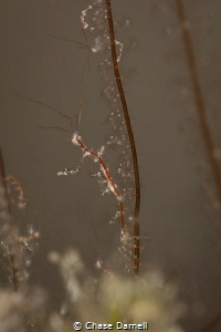 "Skin and Bones"
A Skeleton Shrimp perched on its hydroid. by Chase Darnell 